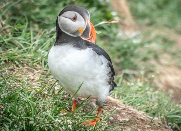 Puffins