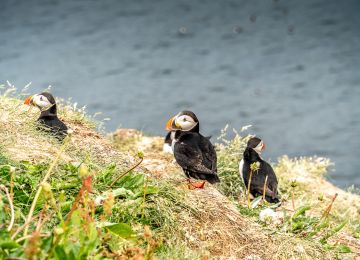 puffins