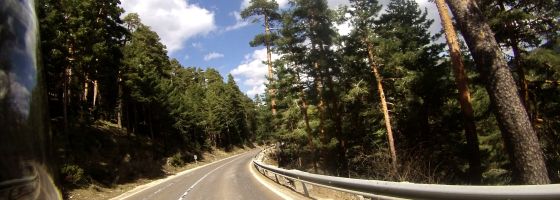 Navacerrada Pass - Pine Forest