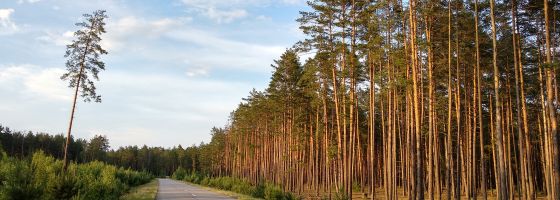 Road through Dnipro-Teteriv Forest