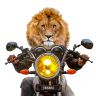 Lions Detour